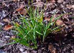 Carex amphibola