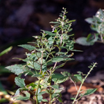 Scutellaria incana