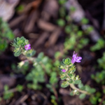 Thymus praecox