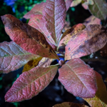 Rhododendron periclymenoides