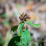 Hypericum punctatum