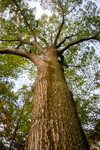 Quercus rubra