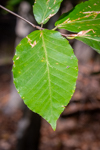 Fagus grandifolia