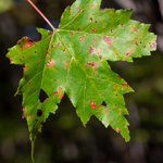 Acer saccharum