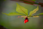 Euonymus alatus