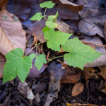 Rubus odoratus