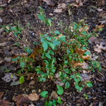 Itea virginiana