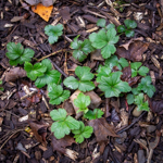 Waldsteinia fragarioides