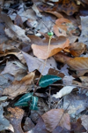 Chimaphila maculata