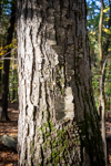Betula lenta