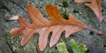 Quercus alba
