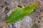 Quercus montana