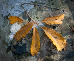 Quercus montana