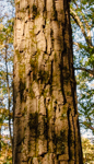 Quercus montana