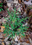 Juniperus virginiana