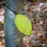Betula lenta