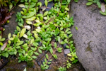 Sedum sarmentosum