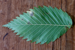 Ulmus americana