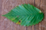 Ulmus americana