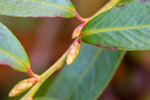 Leucothoe fontanesiana