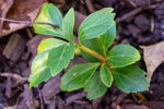 Pachysandra terminalis
