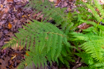 Athyrium angustum
