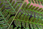 Athyrium angustum