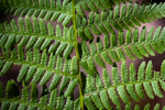 Athyrium angustum