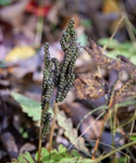 Onoclea sensibilis