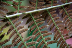 Athyrium angustum