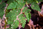 Cystopteris bulbifera