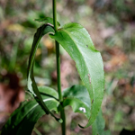 Hypericum punctatum