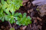 Galium mollugo