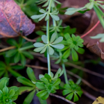 Galium mollugo
