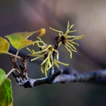 Hamamelis virginiana