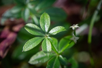 Galium aparine