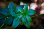 Galium aparine