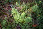 Euphorbia cyparissias