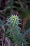 Euphorbia cyparissias