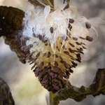 Asclepias syriaca