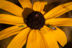 Rudbeckia hirta
