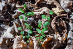 Berberis thunbergii