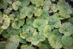 Glechoma hederacea