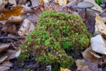 Atrichum undulatum