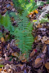 Thelypteris noveboracensis