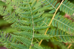 Thelypteris noveboracensis