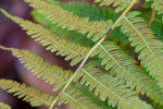 Thelypteris noveboracensis