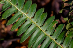 Polystichum acrostichoides