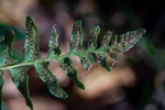 Polystichum acrostichoides