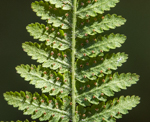 Dennstaedtia punctilobula